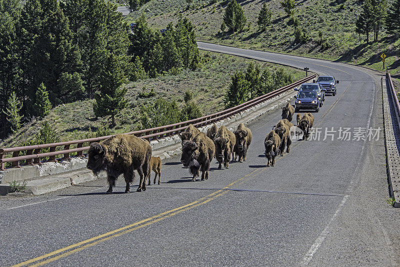 美国野牛(bison bison)，也被称为美国水牛，在怀俄明州的黄石国家公园大量发现。一排野牛站在桥上，后面还有一排汽车在等着。